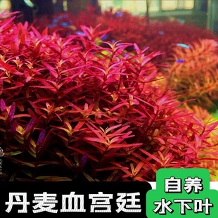 新加坡红宫廷丹麦血宫廷绿宫廷水草鱼缸后景草