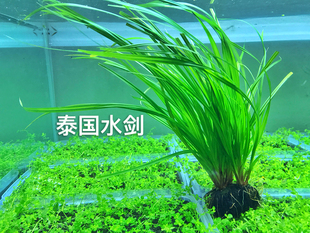 后景水草 泰国水剑 无需co2 易养 原生缸水草 懒人造景