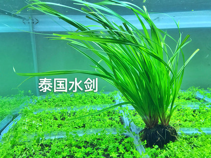 后景水草 泰国水剑 无需co2 易养 原生缸水草 懒人造景