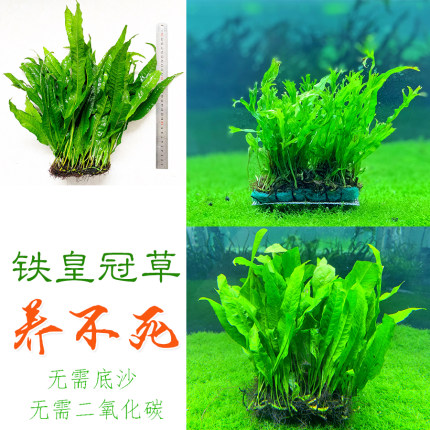 铁皇冠类水草 阔叶铁皇冠 细叶铁 鹿角铁皇冠 ADA叉叶铁 阴性草
