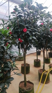 四季赤丹红四季开花盆栽阳台花卉植物红色花苞名贵包对版耐寒耐热