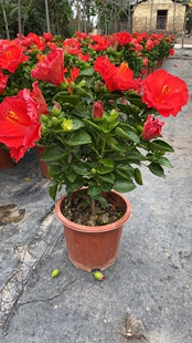丹麦木槿花四季开花阳台植物盆栽带土球包邮