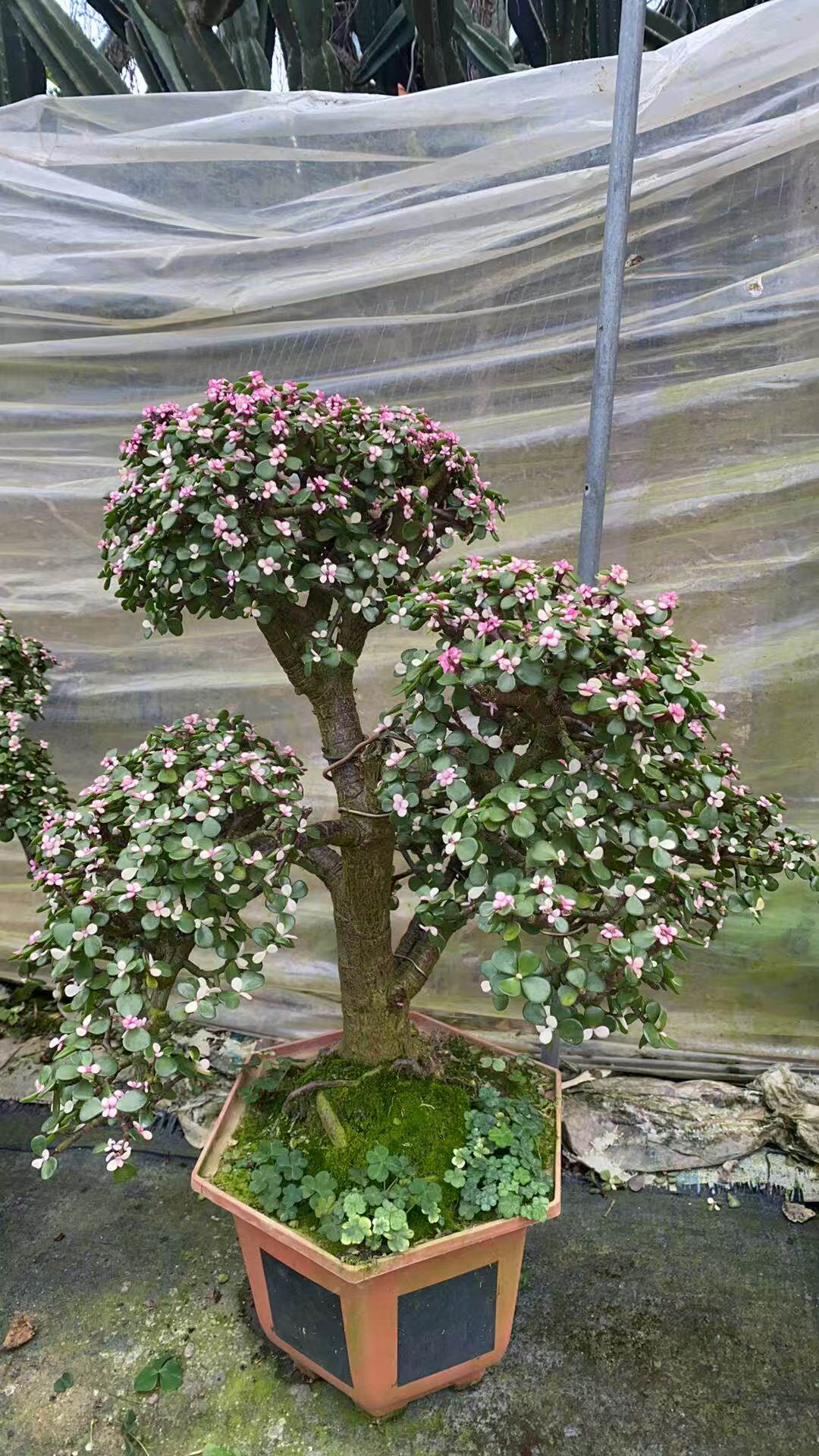 老桩金枝玉叶盆栽 绿植花卉多肉盆景马齿苋树客厅阳台观叶四季青