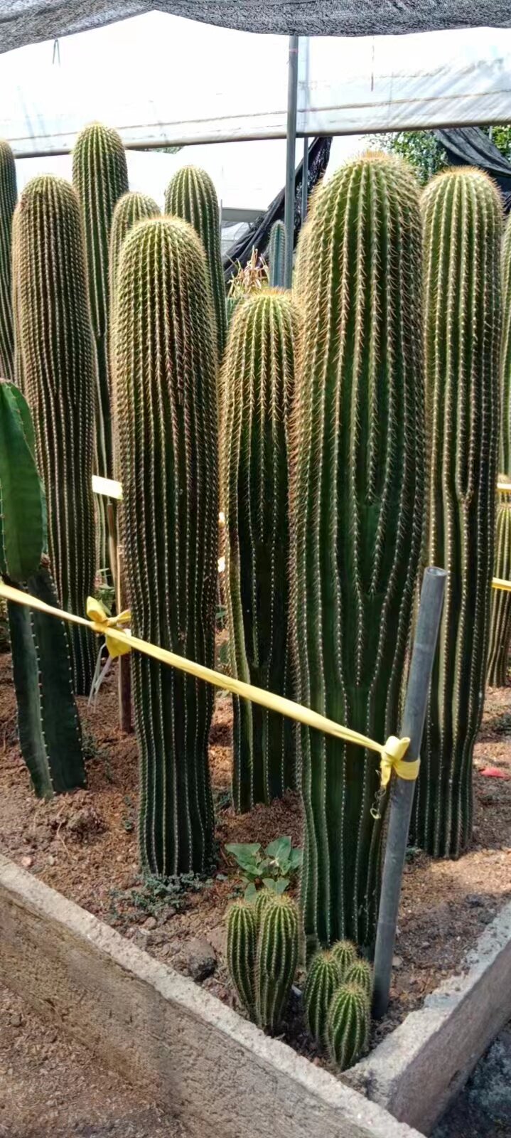 超大仙人柱大凤龙招财镇宅仙人掌阳台盆栽观赏防辐射大型仙人球