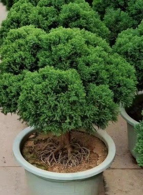 雾松盆栽植物净化空气吸甲醛室内阳台小绿植花卉球形雾淞桌面盆景