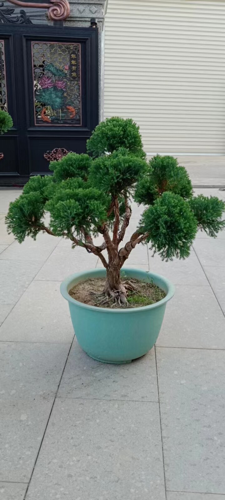 雾松盆栽植物净化空气吸甲醛室内阳台小绿植花卉球形雾淞桌面盆景
