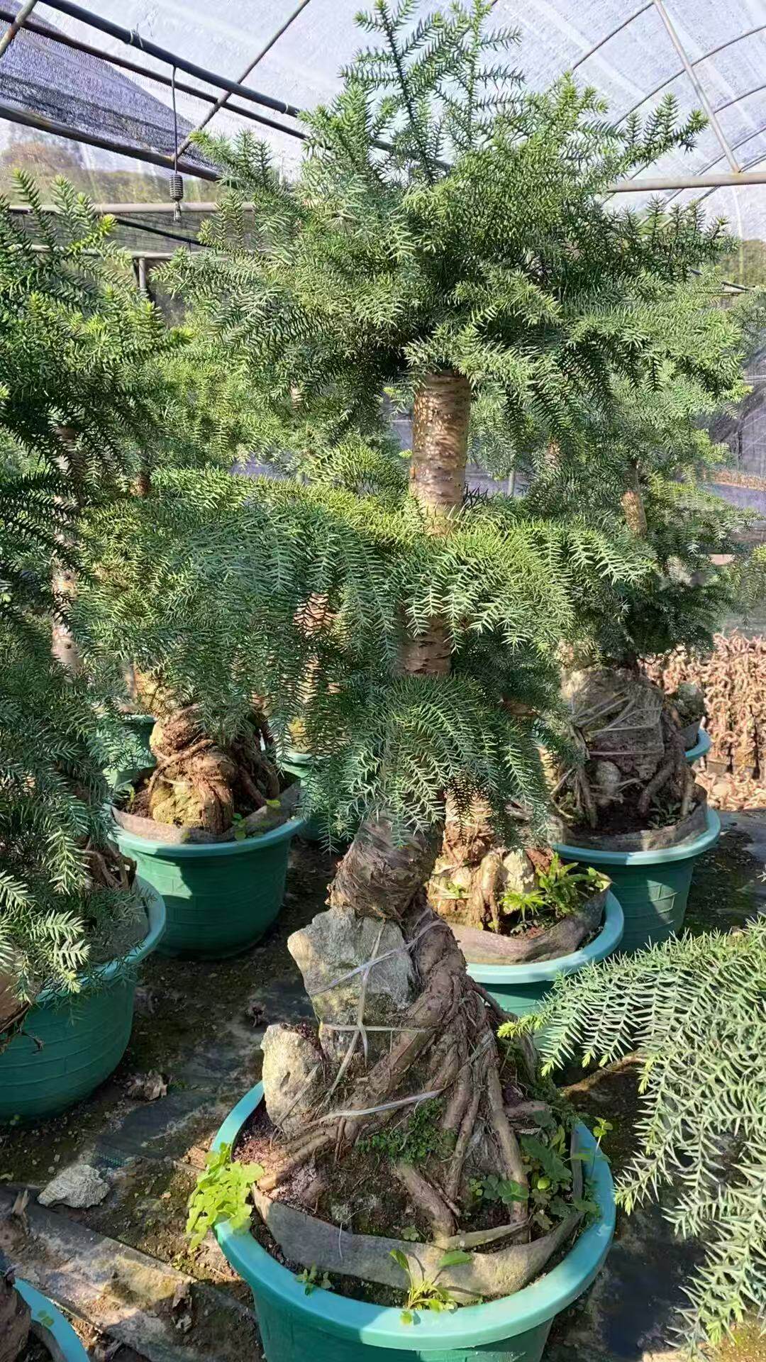超大澳洲杉盆景室内阳台庭院四季常青绿植美观包邮