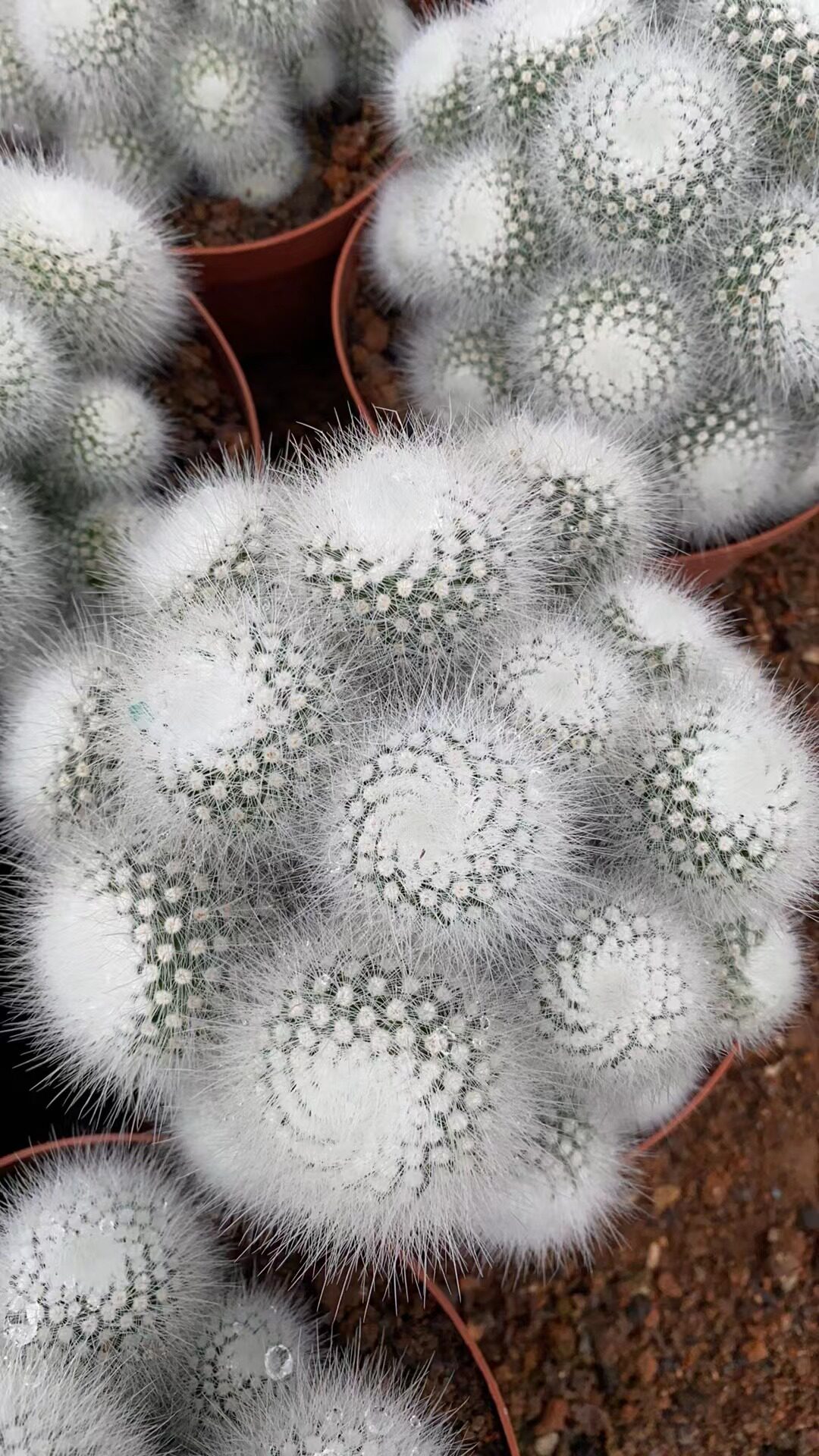超大多头白小町仙人球室内阳台防辐射绿植含盆带土栽好包邮