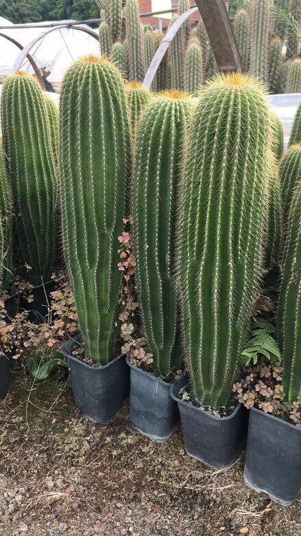 超大仙人柱大凤龙招财镇宅仙人掌阳台盆栽观赏防辐射大型仙人球