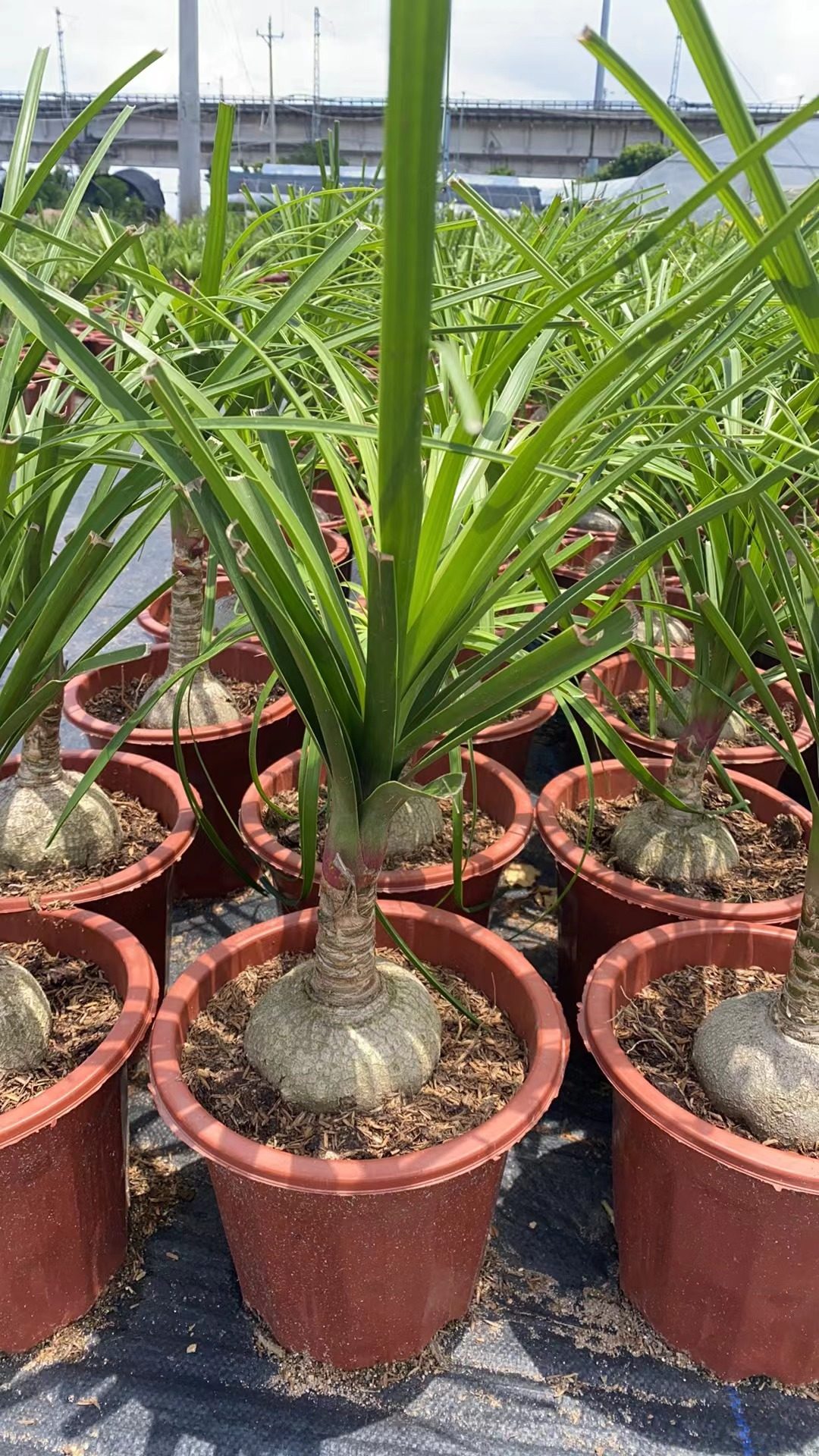 酒瓶兰盆栽单头酒瓶兰大老桩绿色植物观叶室内盆栽盆景中国风绿植