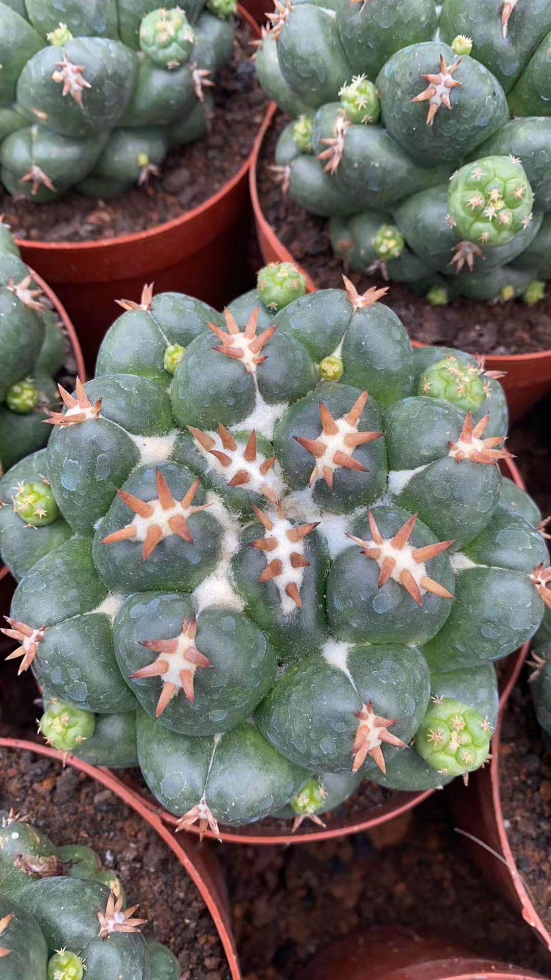 短豪刺象牙稀有仙人球室内阳台美观含盆带土栽好包邮