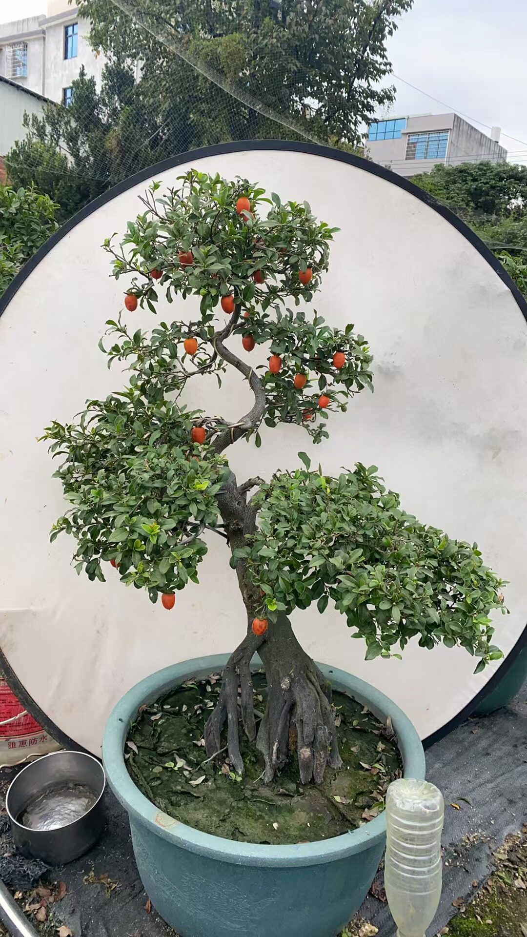 金弹子盆栽培绿植观花果介意掉果不拍属于植物好养活
