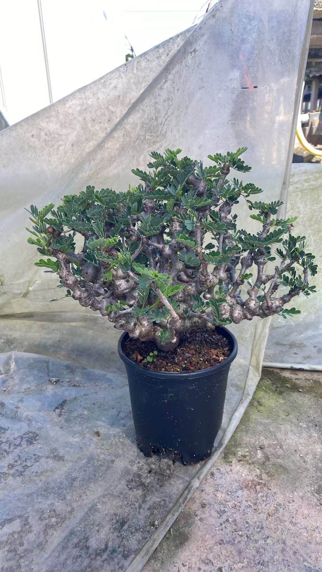 清香木盆栽防带香味驱蚊草胡椒木植物绿植净化空气防虫易活易种活