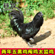 包邮 苍牧大阉鸡五黑鸡纯公鸡母鸡可下蛋 360天山地鸡果园放养活体