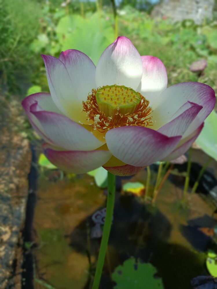 中型碗莲彩云翔水生花卉颜色白色红尖单瓣生长旺盛需要大容器栽