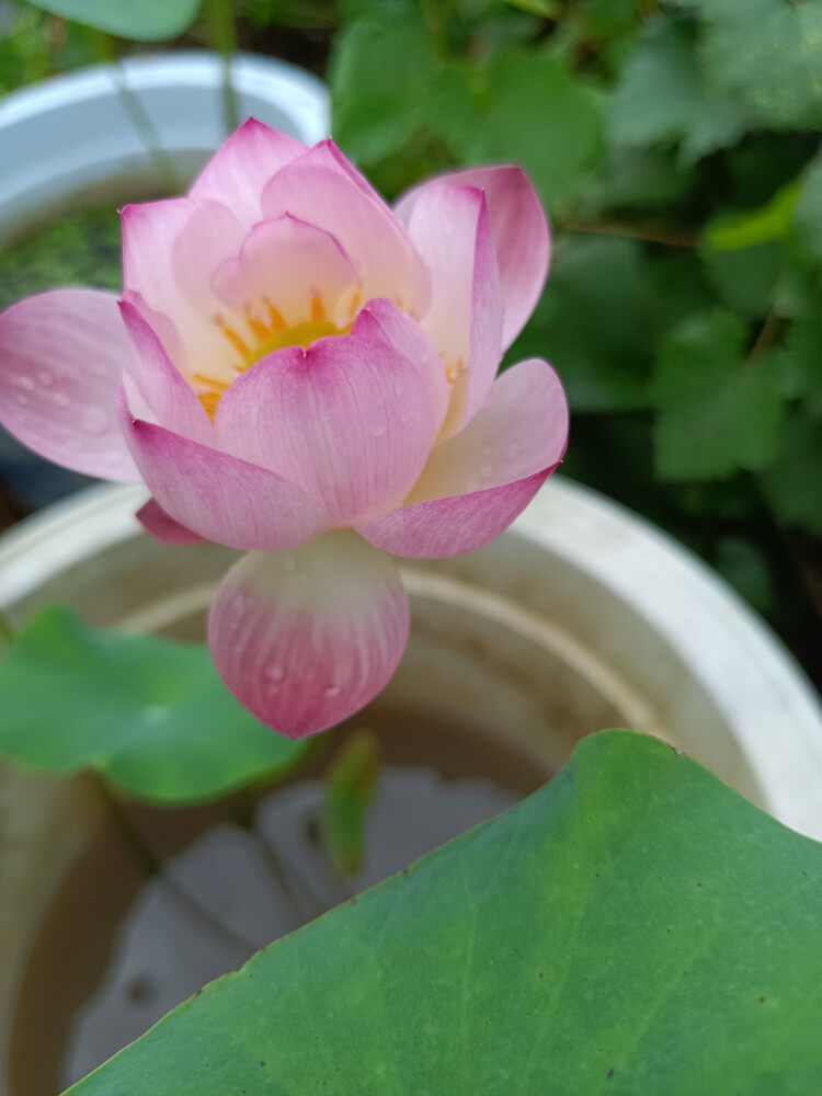 小型品种碗莲小玲丰花易管理小容器容易管理颜色粉红长势强休眠短