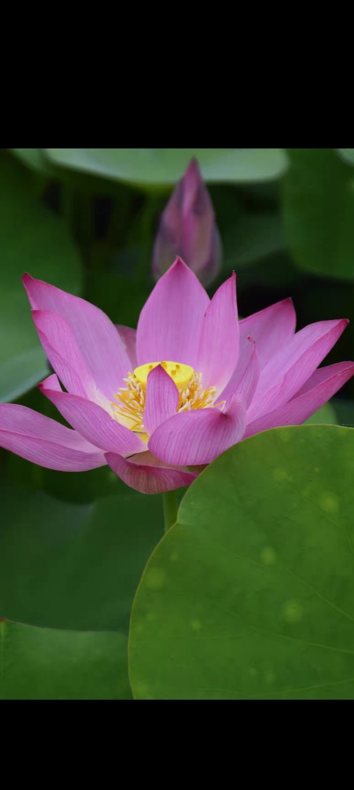 碗莲水生花卉小型品种小酒莲色红至粉特丰花小盆栽培易容器大花多