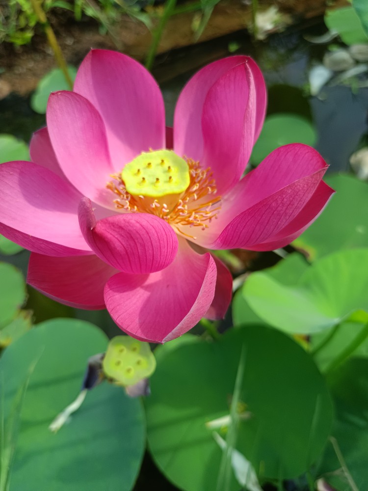 碗莲水生花卉微湖红莲中型品种丰花容易盆栽二十五以上盆容易丰花