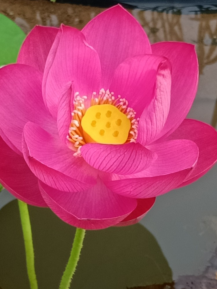 碗莲中型品种艳阳天丰花型正红色花朵挺水盆栽效果很好容器大花多