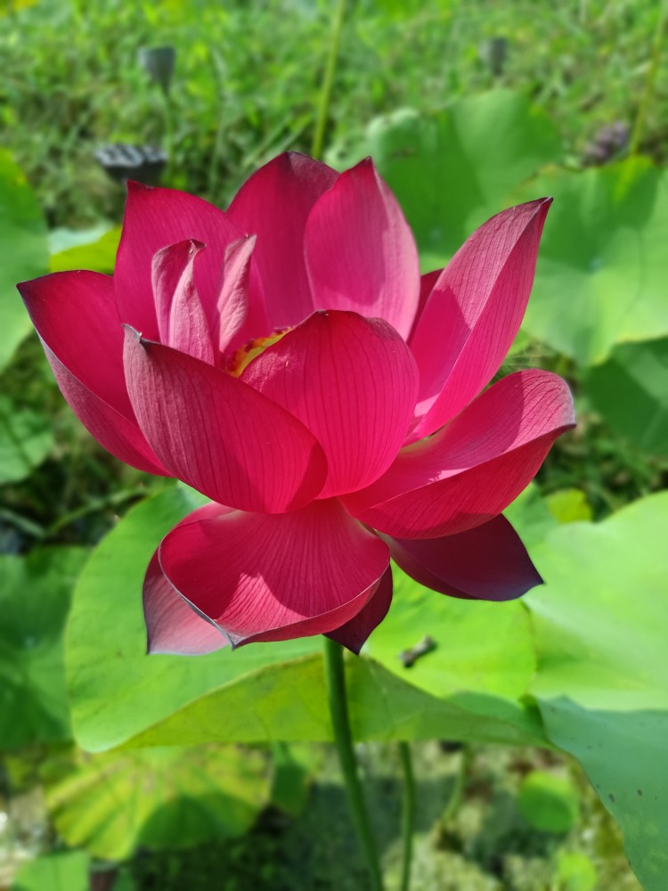 碗莲焰火中小型品种水生花卉颜色艳丽花型端正适合盆栽易管理丰花