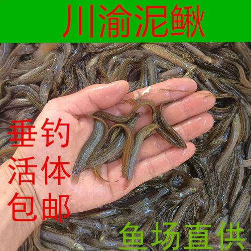 活体泥鳅垂钓活饵路亚翘嘴打窝鱼