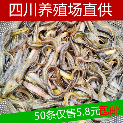 四川台湾泥鳅小泥鳅苗鲜活泥鳅喂龟龙鱼路亚翘嘴活饵饲料筏钓鱼