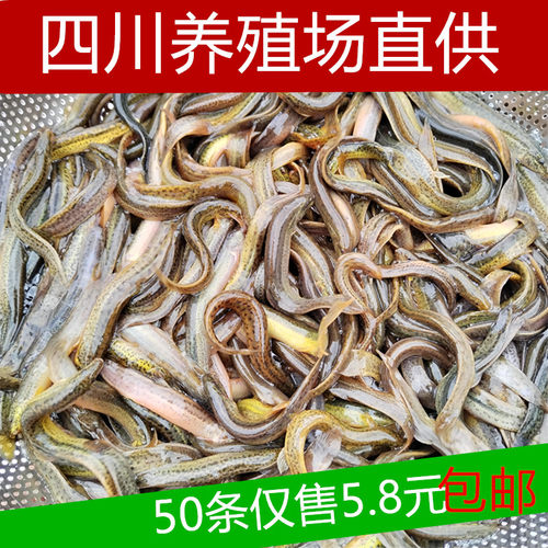 泥鳅鲜活泥鳅苗垂钓路亚活饵淡水