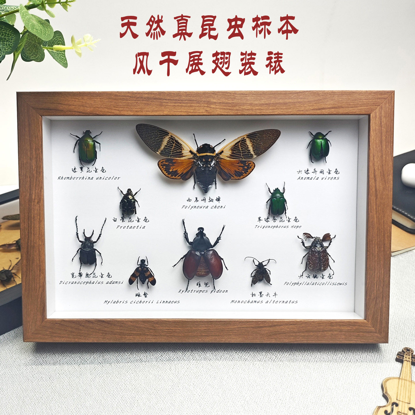 天然真昆虫标本风干装裱易保存图片