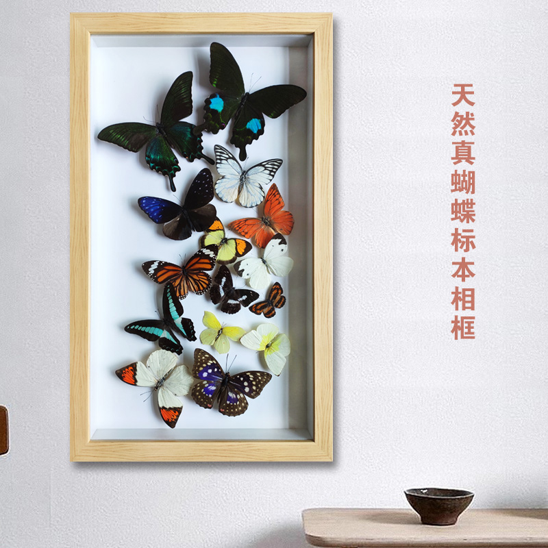 标本相框真蝴蝶已展翅多蝶壁画
