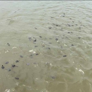 代许愿祈福龟放平安长寿龟生本土招财龟六六大顺八方来财一顺百顺