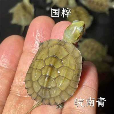 国粹三黄小青黄喉拟水龟招财小青