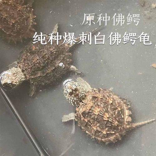 原种白佛鳄龟霸气凶猛佛罗里达鳄