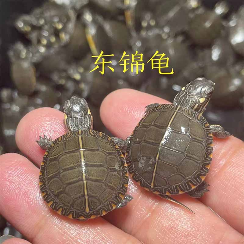东部锦龟观赏小乌龟活物宠物龟外塘冷水龟东锦龟活泼好动抗寒耐热