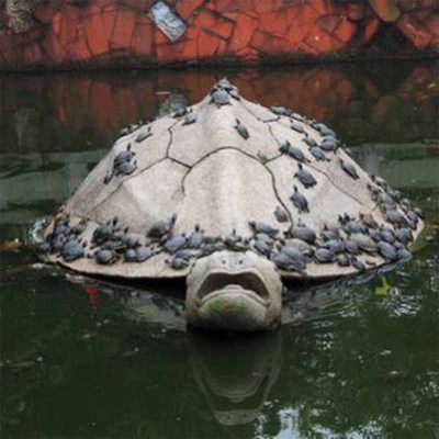 养殖场直发各类变异龟各种观赏龟