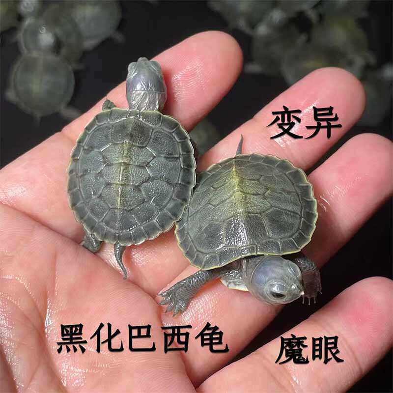 变异龟魔眼黑化巴西龟小乌龟活体外塘冷水龟长寿招财龟宠物观赏龟