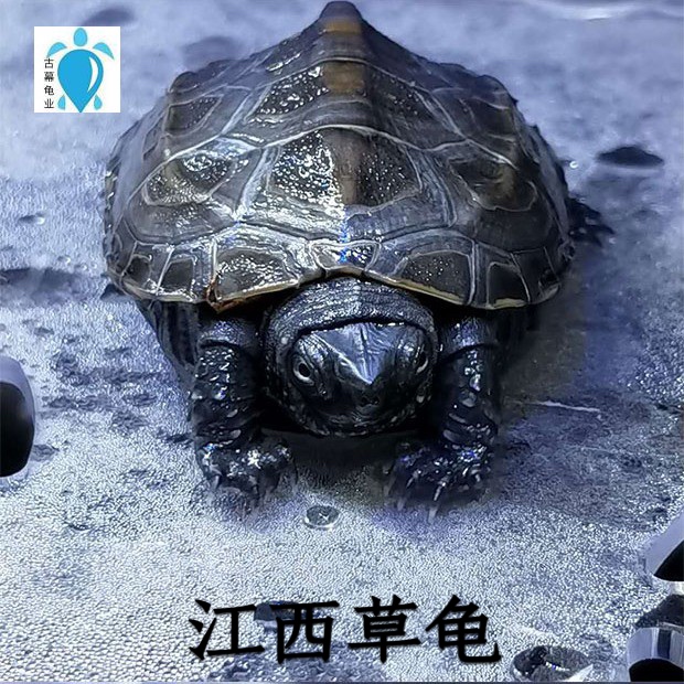 江西草龟苗中华国龟小乌龟活体金线龟招财龟观赏龟宠物龟长寿墨龟