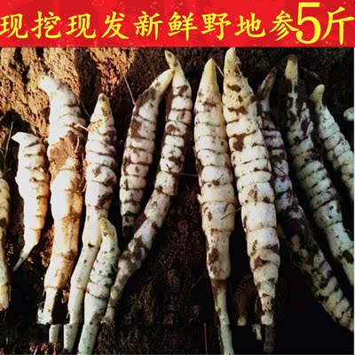 地参新鲜5斤现挖地虫草参种子地藕地笋泽兰根地蚕子农家蔬菜