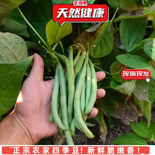 现摘农家菜园四季豆新鲜时令应季蔬菜嫩芸豆菜豆天然健康无狠活