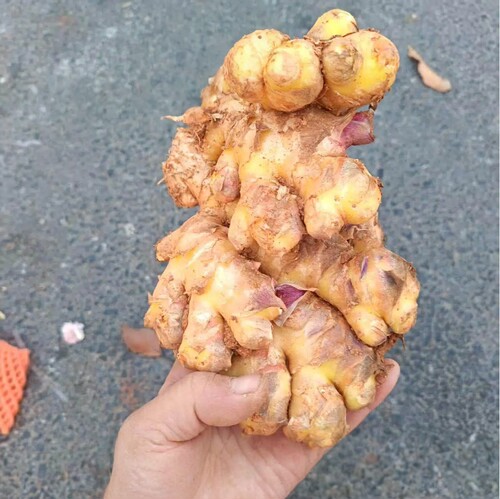 农家自种小黄姜自留种非基地露天种植自然生长香浓口感好佐料腌制