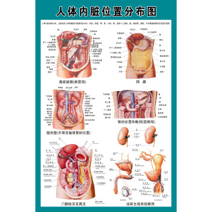 骨骼人体结构内脏消化神经血管肝胃生殖解剖系统示意图医学挂图贴