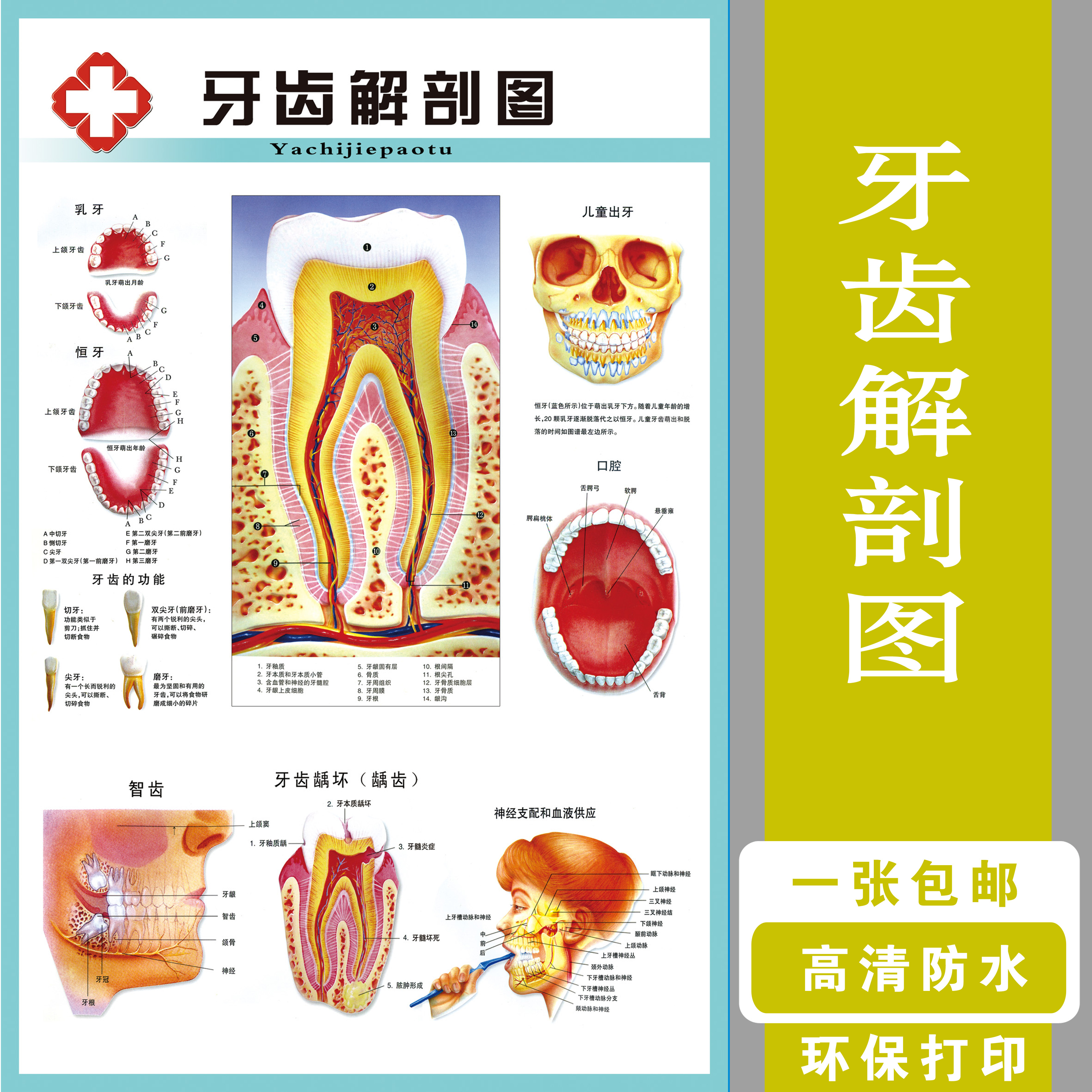 牙齿解剖结构图疾病构造成人牙列知识口腔保健医院装饰画海报贴画