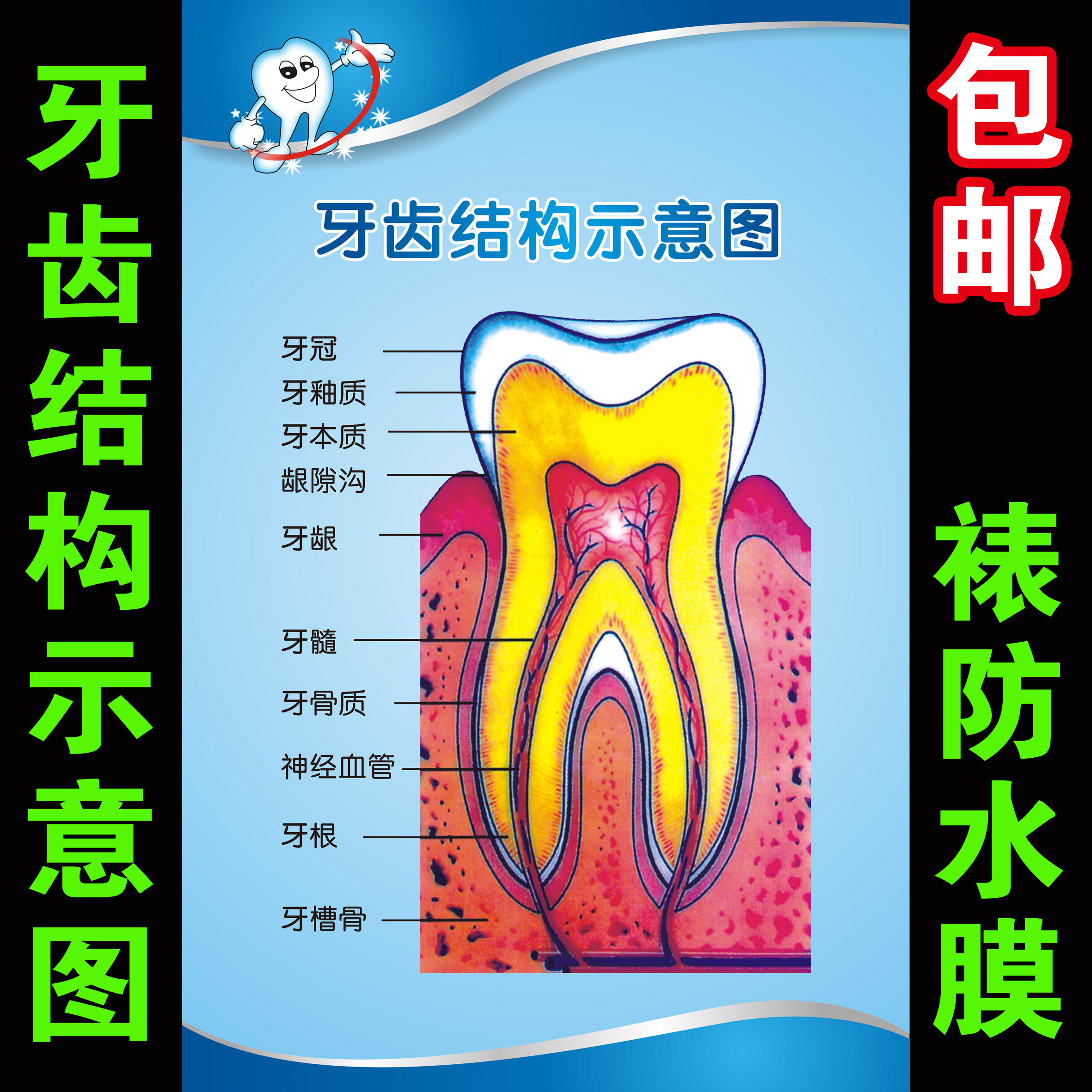牙列表示图,牙列示意图(第2页)_大山谷图库