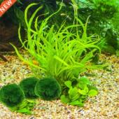 Aquarum Shr Marmo Fsh Algae Plants Lve Balls Moss 3cm