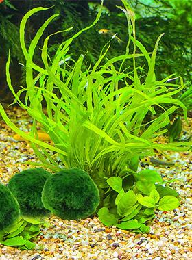 2-3cm Marmo Moss Balls Lve Aquarum Plants Algae Fsh Shr