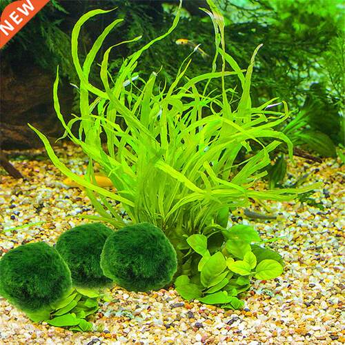 2-3cm Marmo Moss Balls Lve Aquarum Plants Algae Fsh Shr
