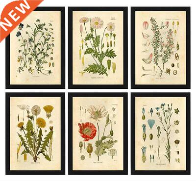 Vintage Wild Plant Poster Botanical Flower Study Living Room