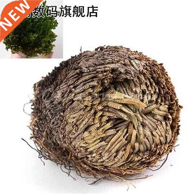 New Hot Practical Live Resurrection Rose Of Jericho Dinosau