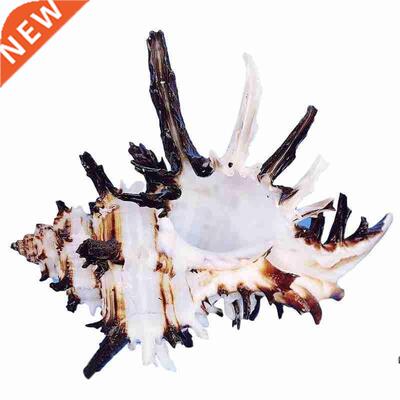 7-10cm Natural Black Bone Conch Unicorn Snail Shell