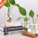 Wooden Stand Hydroponics Glass Bulb with Plants Desk Planter