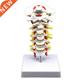 Spine Nerves Spinal Anatomical Mod Vertebra Arteria Cervical